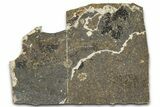 Oligocene Fossil Percoid Fish (Oligoserranoides) - Poland #374393-1
